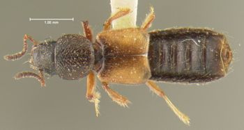 Media type: image;   Entomology 24073 Aspect: habitus dorsal view
